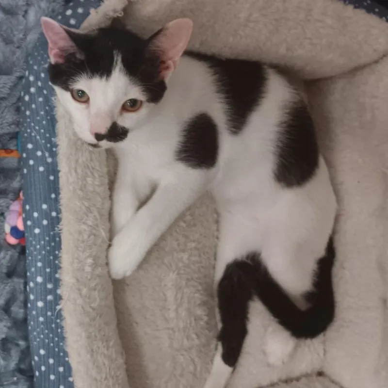 Felix