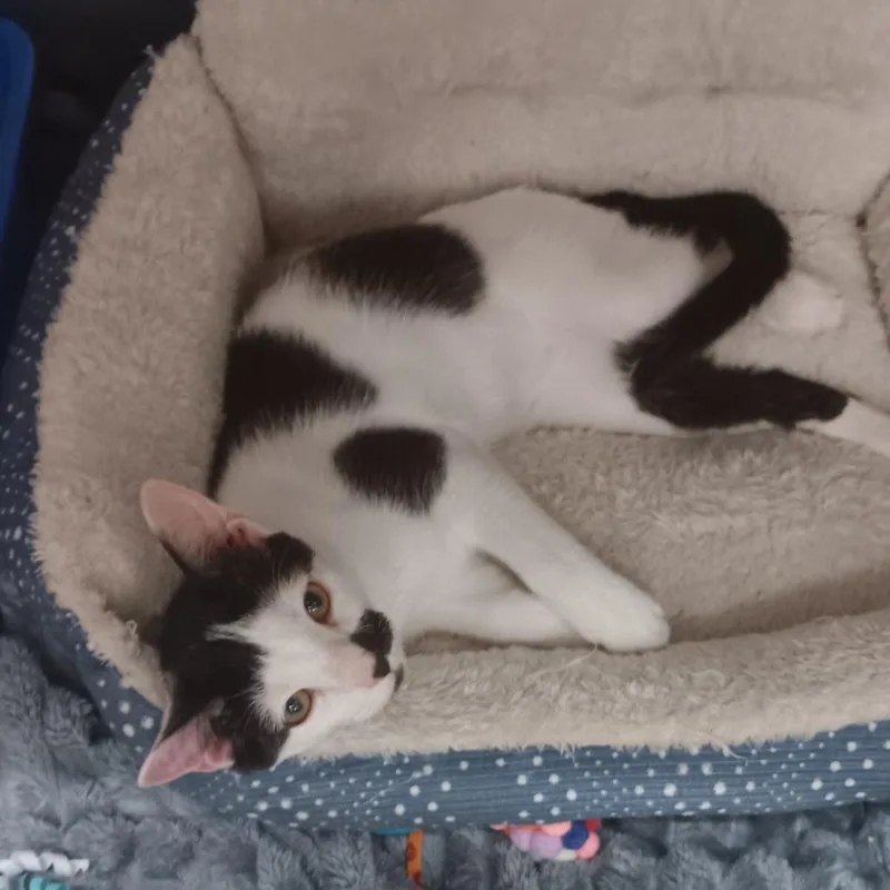 Felix thumbnail 2