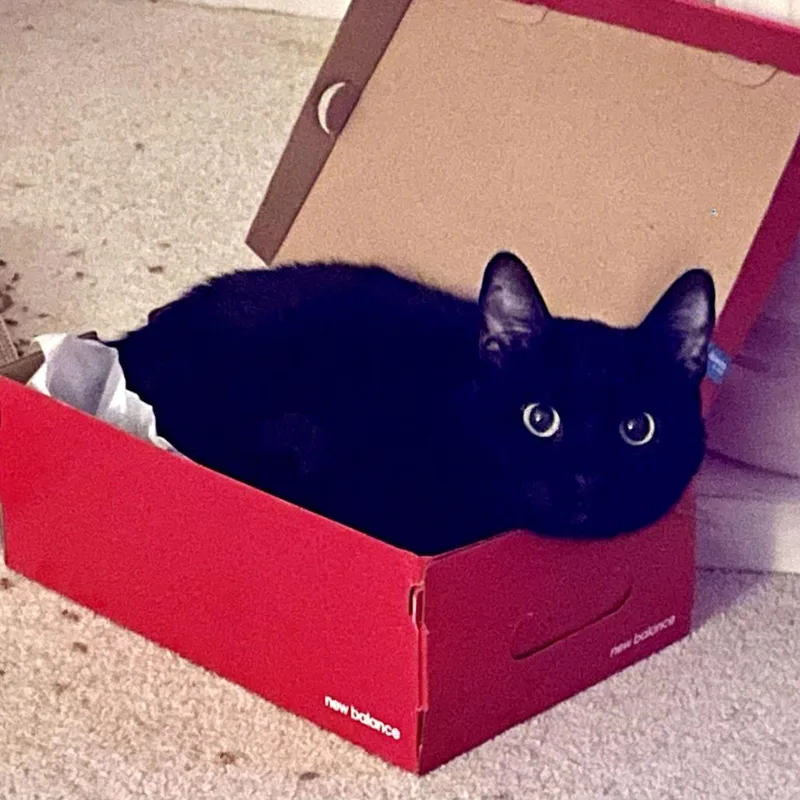 A senior medium-sized male Black Domestic Short Hair cat named Zeus for adoption in San Diego, CA