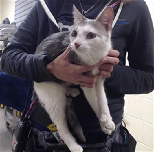 A young small-sized female Domestic Short Hair cat named Ame for adoption in Denver, CO