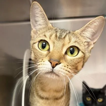 A young small-sized female Brown / Chocolate Domestic Short Hair cat named Cheetah for adoption in North Myrtle Beach, SC