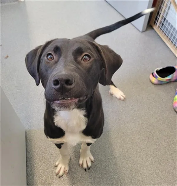 A young medium-sized male Labrador Retriever dog named Trooper for adoption in Toledo, OH