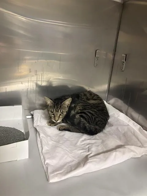 A young medium-sized male Domestic Short Hair cat named Tommy for adoption in Miami, FL