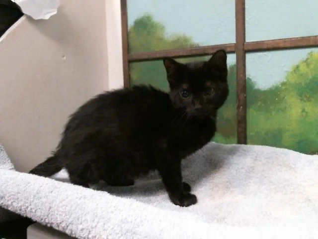 A baby small-sized male Domestic Short Hair cat named Bronco for adoption in Houston, TX