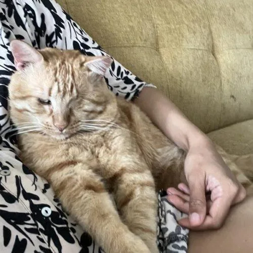 An adult medium-sized male Tabby (Orange / Red) Domestic Short Hair cat named Roy for adoption in Tampa, FL