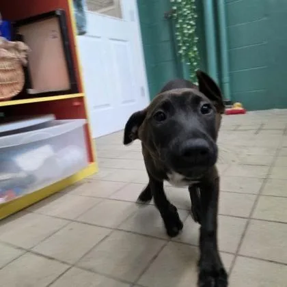 Maverick