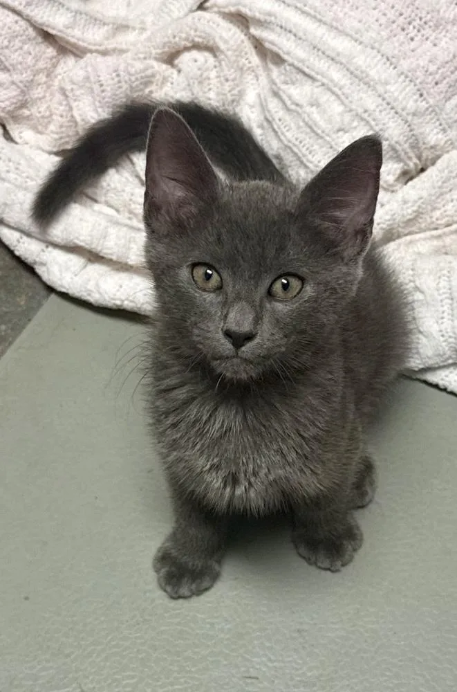 A baby small-sized male Gray / Blue / Silver Russian Blue cat named Asher for adoption in Crescent City, FL