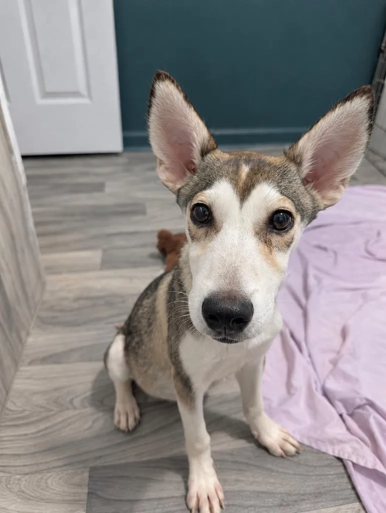A baby large-sized male Shepherd dog named Buck for adoption in Princeton, MA