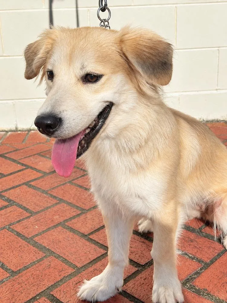 A young medium-sized female Golden Retriever dog named Ella for adoption in Fern Park, FL