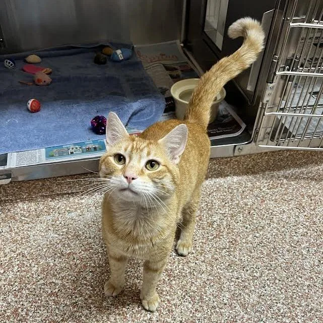A young large-sized male Orange / Red Domestic Short Hair cat named Peter for adoption in Springfield, MA