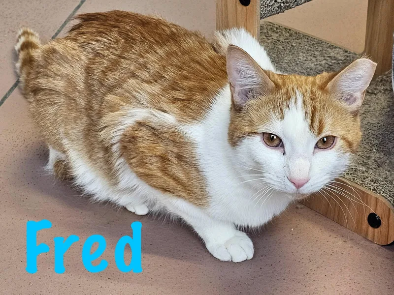 A young medium-sized male Orange & White Domestic Short Hair cat named Fred for adoption in Prince Frederick, MD