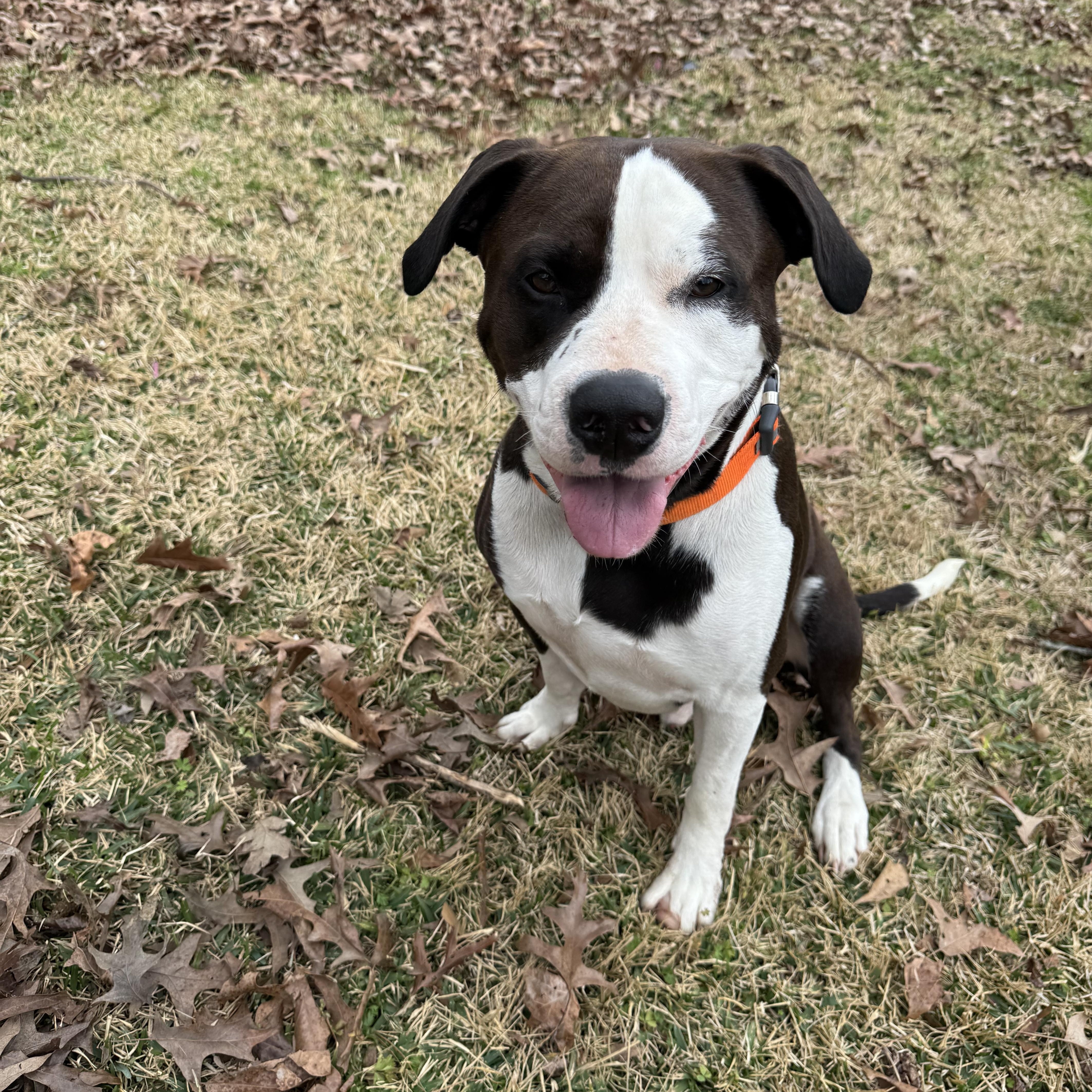 An adult large-sized male Brown / Chocolate Terrier dog named George for adoption in Alexandria, LA