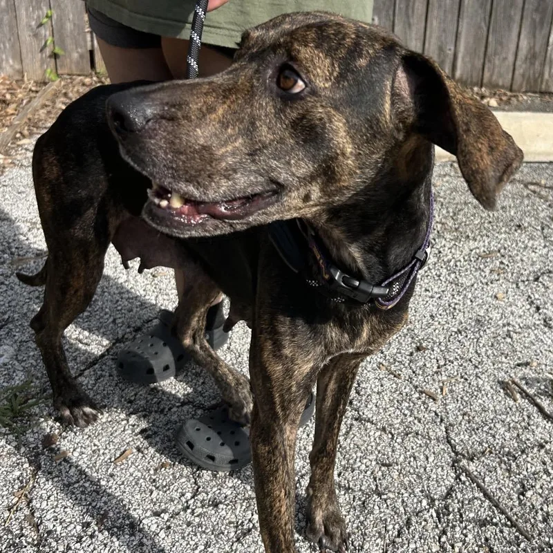 An adult large-sized female Brindle Plott Hound dog named Lina for adoption in San Antonio, TX