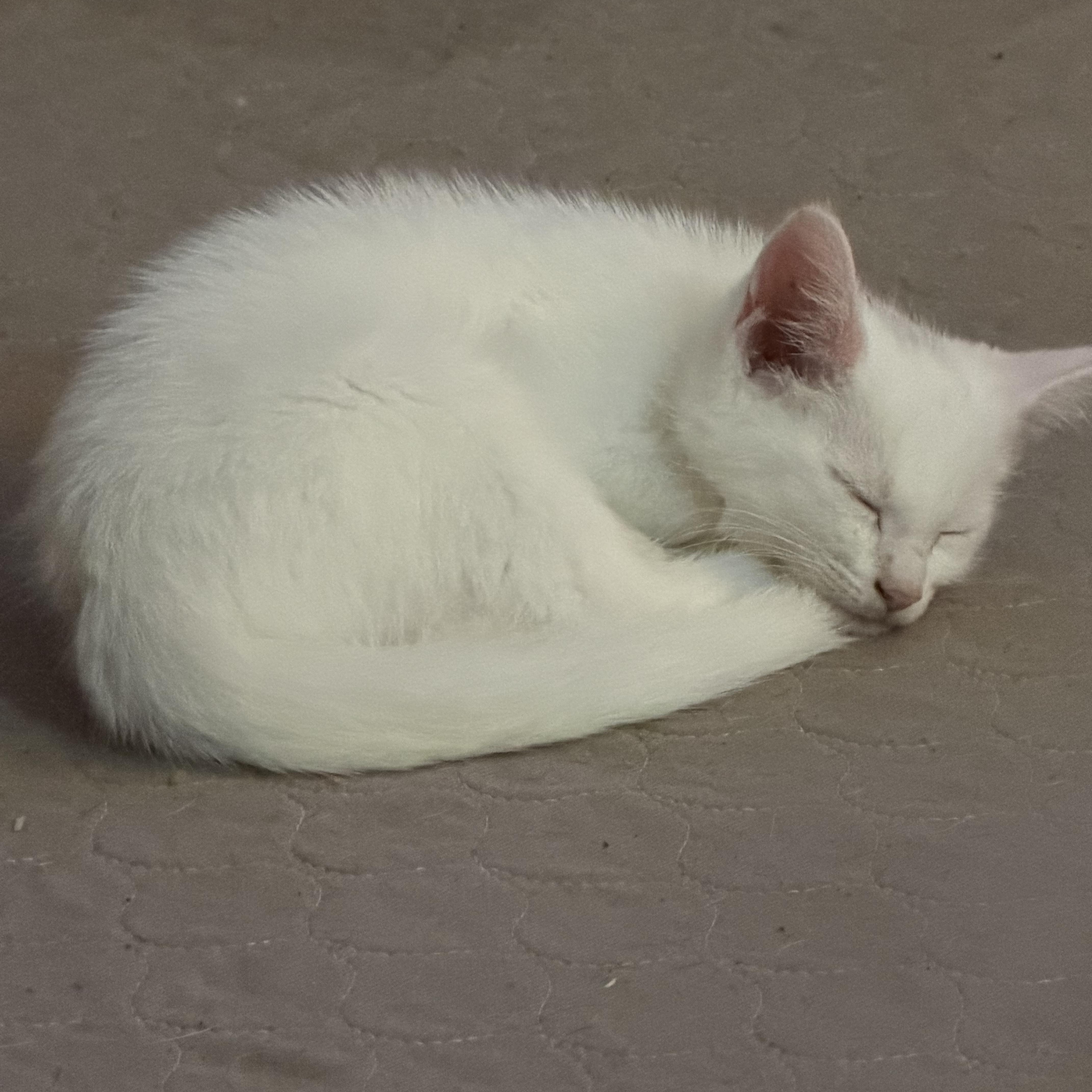 A baby large-sized male Buff & White Extra-Toes Cat / Hemingway Polydactyl cat named Yukon for adoption in Maryville, TN