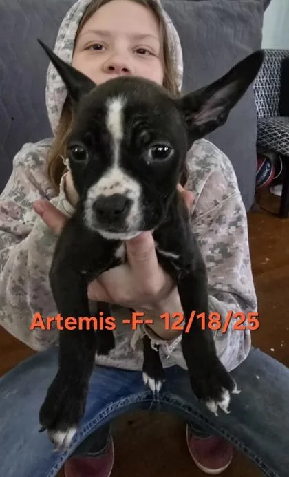 Artemis