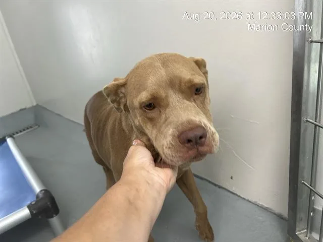A young medium-sized female Pit Bull Terrier dog named Dior for adoption in Ocala, FL