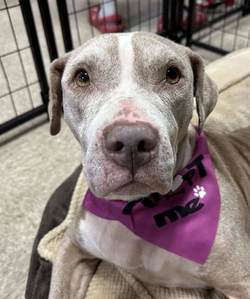 A senior large-sized female Tricolor (Brown, Black, & White) American Staffordshire Terrier dog named Honey for adoption in Sedalia, CO