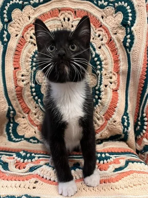 A baby small-sized male Domestic Short Hair cat named Benedict for adoption in Sacramento, CA