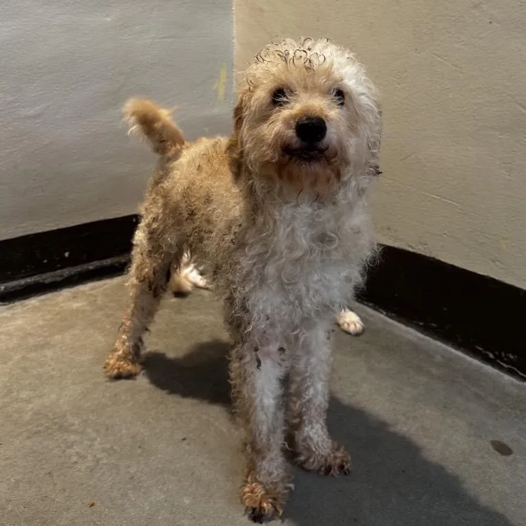 An adult small-sized male Yellow / Tan / Blond / Fawn Poodle dog named George for adoption in San Gabriel, CA