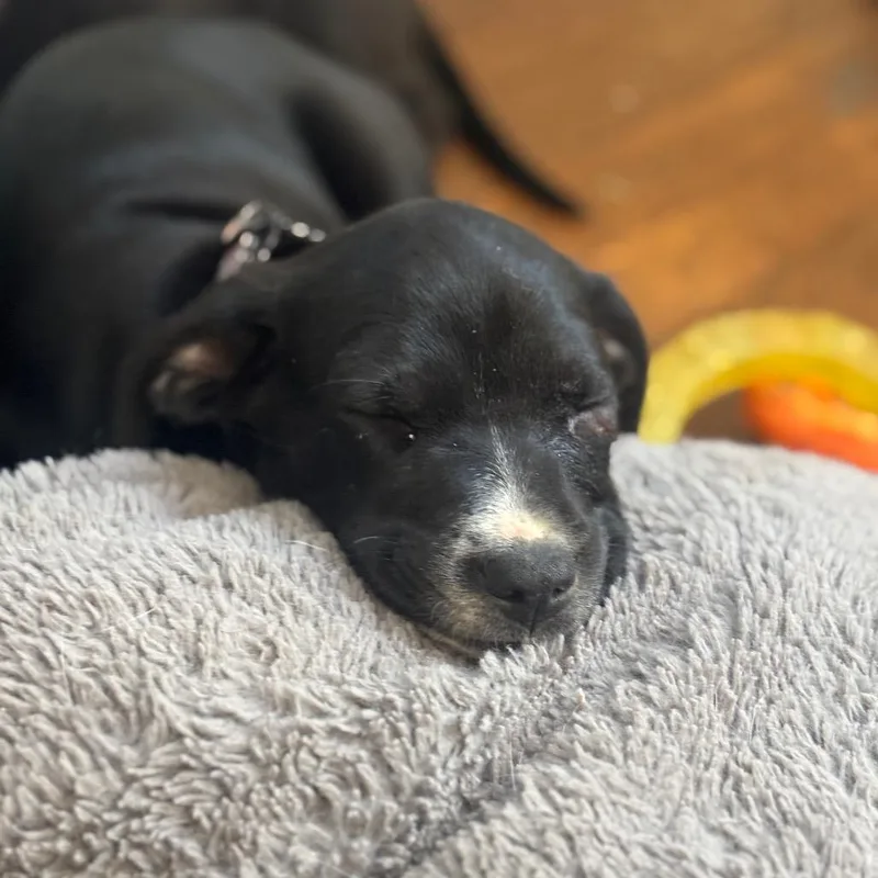 A baby small-sized female Black Catahoula Leopard Dog dog named Spotty Dotty Pup: Dorothy for adoption in Falls Church, VA