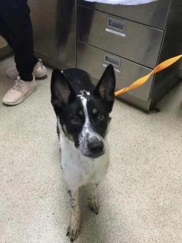 A young medium-sized female Australian Cattle Dog / Blue Heeler dog named Sadie for adoption in Riverside, CA