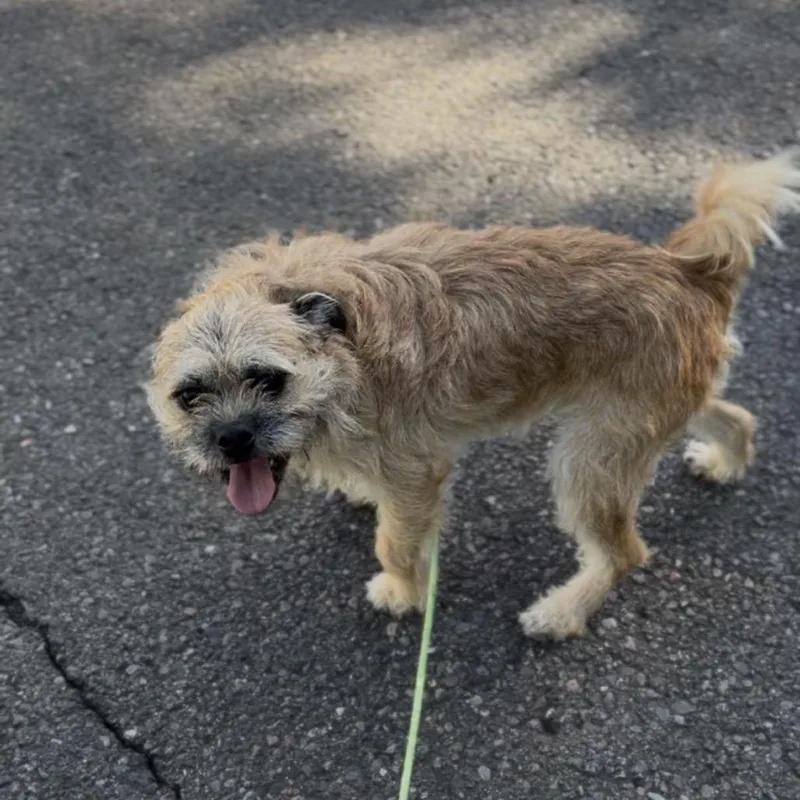 An adult small-sized male Yellow / Tan / Blond / Fawn Terrier dog named Jerry for adoption in Newberg, OR