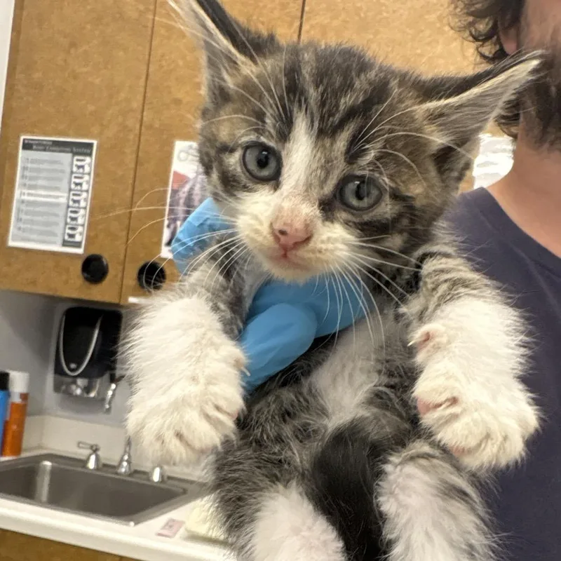A baby small-sized male White Domestic Short Hair cat named Malfoy for adoption in West Palm Beach, FL