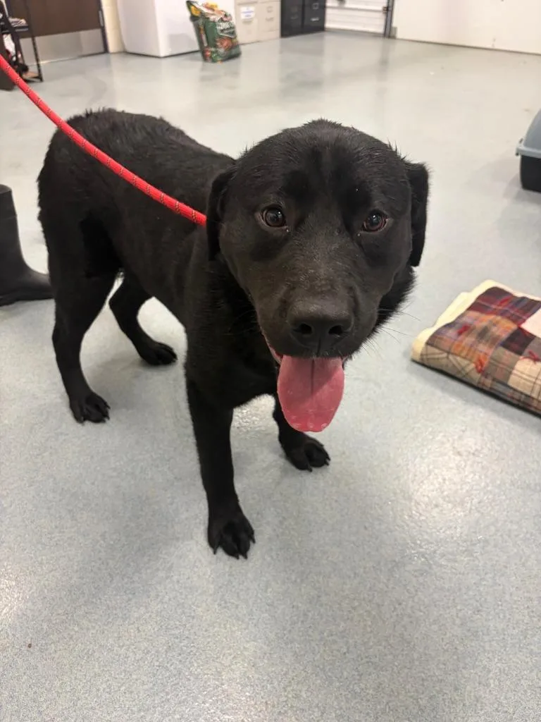 A young medium-sized male Labrador Retriever dog named Kingston for adoption in Portland, IN
