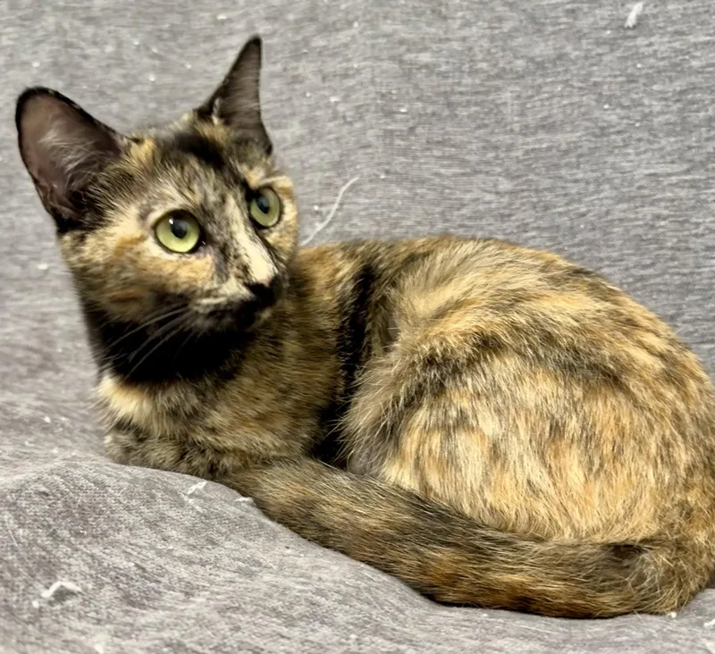 An adult small-sized female American Shorthair cat named Calypso for adoption in Bolivia, NC