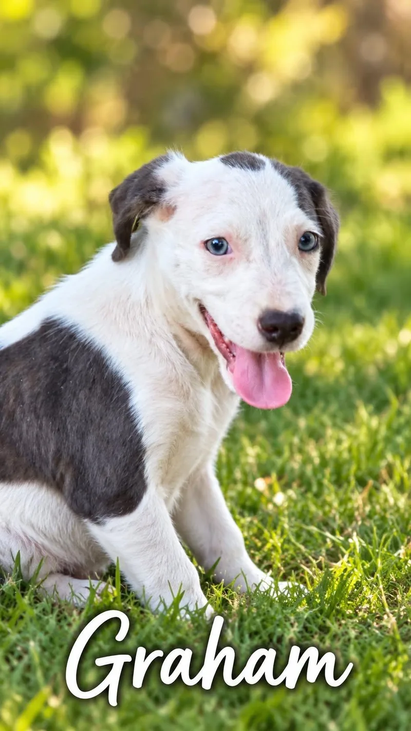 A young medium-sized male White / Cream Pit Bull Terrier dog named Graham for adoption in church point, LA