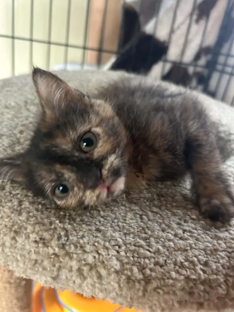 A baby medium-sized female Domestic Short Hair cat named Apple Dumplin for adoption in hinckley, IL