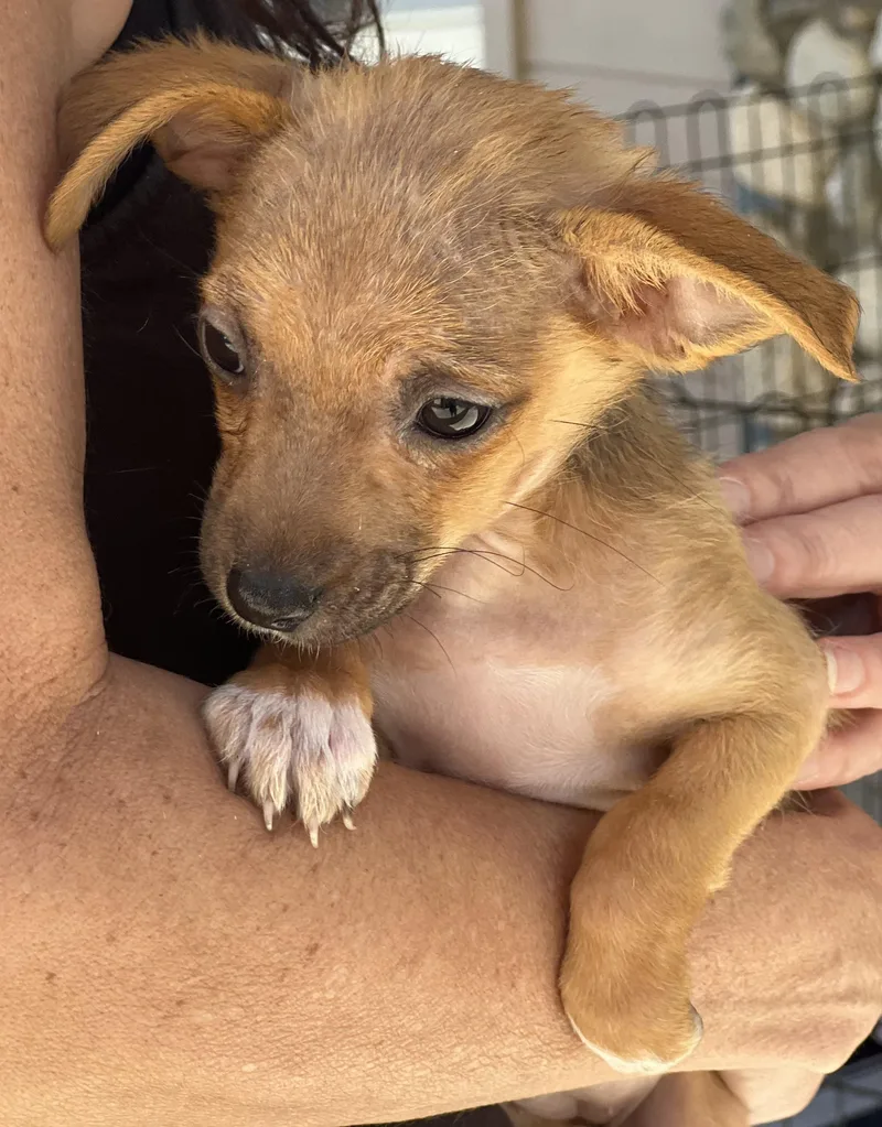 A baby small-sized female Brown / Chocolate Chihuahua dog named Poppy for adoption in Encino, CA
