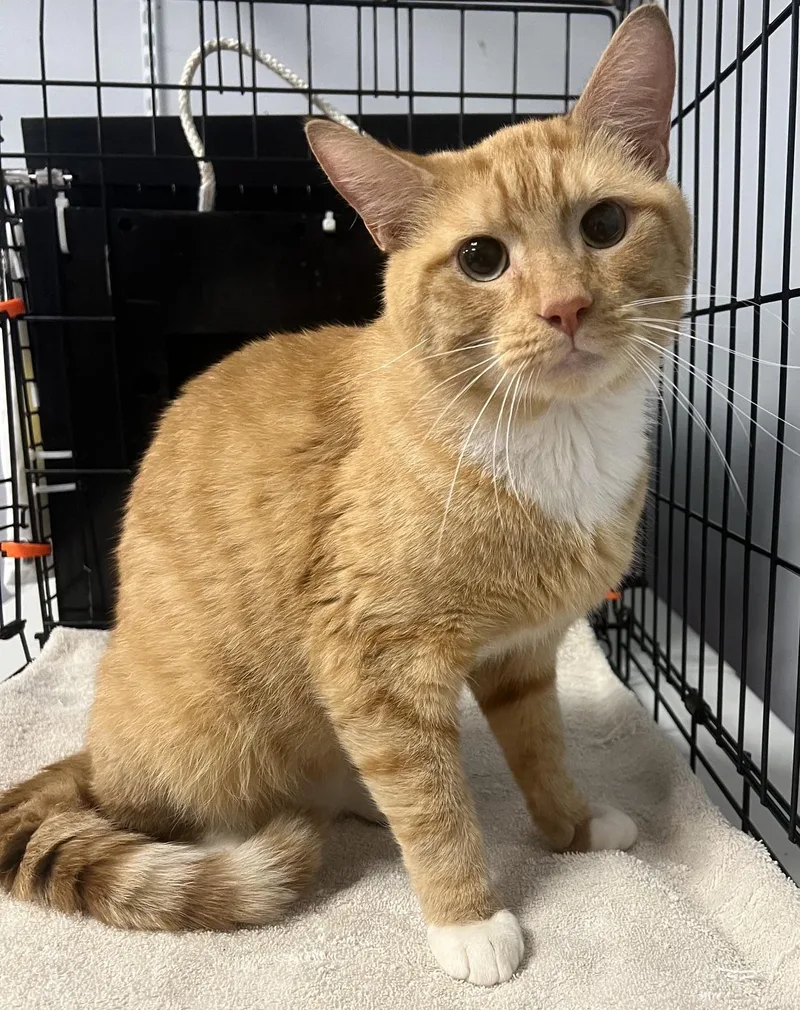 Peanut