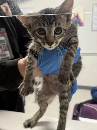 Maserati thumbnail 4