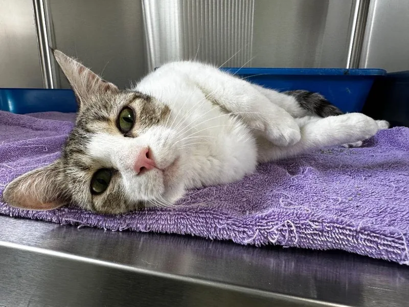 A young medium-sized female Domestic Short Hair cat named Queenie for adoption in Jonesboro, AR