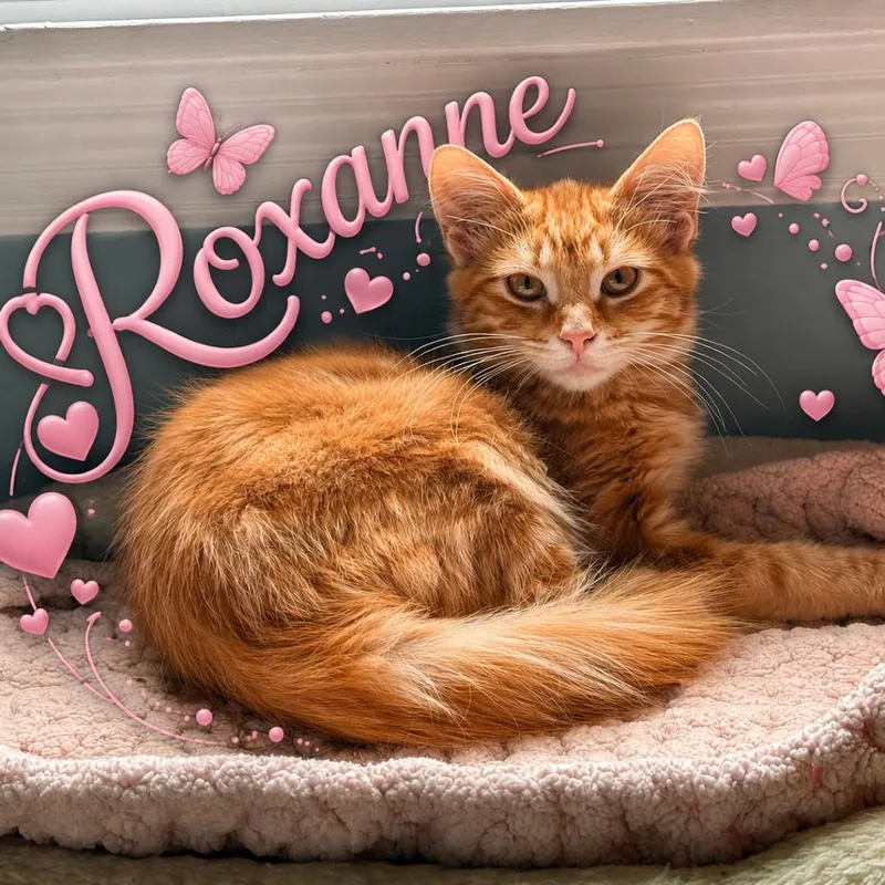 A baby small-sized female Orange / Red Domestic Long Hair cat named Roxanne for adoption in Roselle, IL