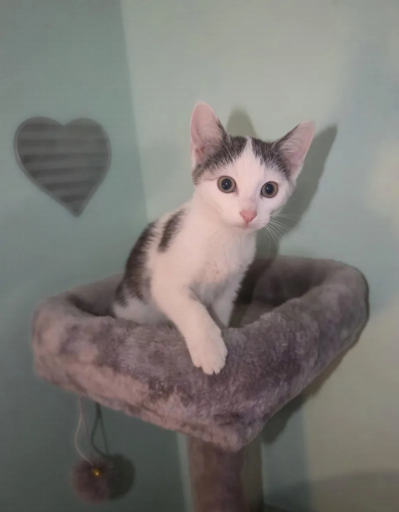 A baby medium-sized male Gray & White Domestic Short Hair cat named Cole for adoption in Georgetown, KY