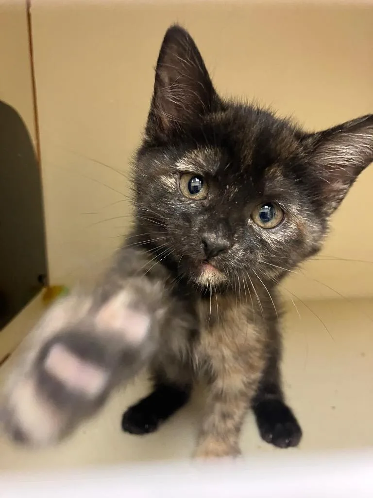 A baby medium-sized female Domestic Short Hair cat named Copperhead for adoption in Christiansburg, VA