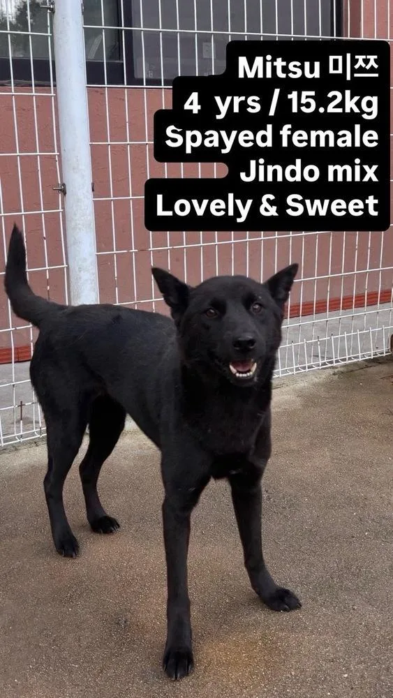 An adult medium-sized female Jindo dog named Mitsu for adoption in Long Island City, NY
