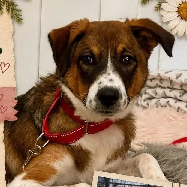 A young medium-sized female Australian Cattle Dog / Blue Heeler dog named Gracie for adoption in Anahuac, TX