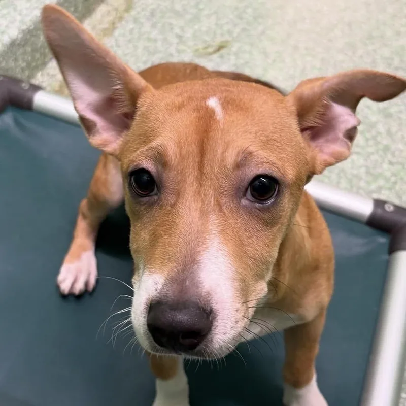 A young small-sized female Red / Chestnut / Orange Terrier dog named Dora for adoption in Calverton, NY