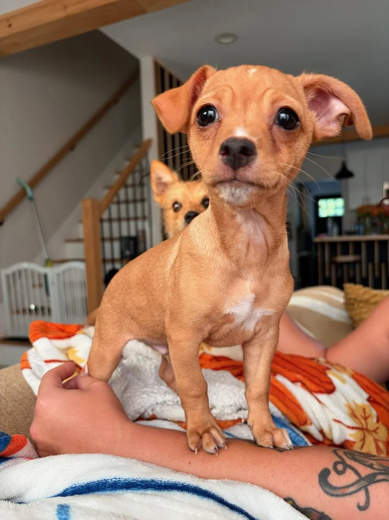 A baby small-sized male Chihuahua dog named Louie for adoption in Morganville, NJ