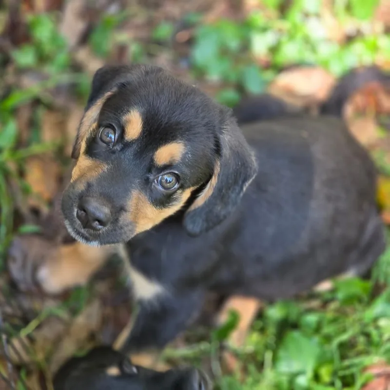 A baby small-sized male Black Mixed Breed dog named Pinto Bean for adoption in Fredericksburg, VA