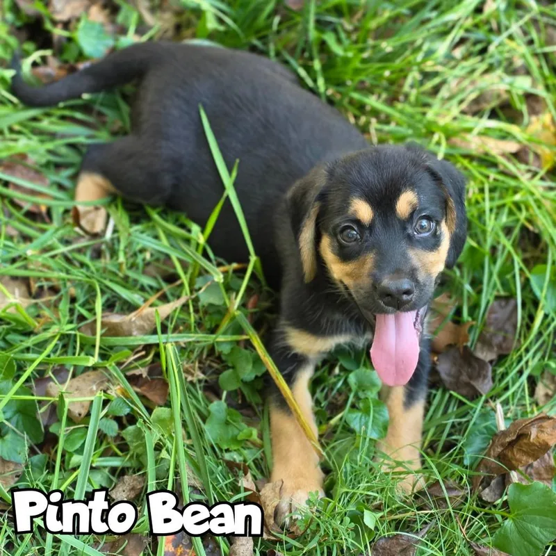Pinto Bean thumbnail 3
