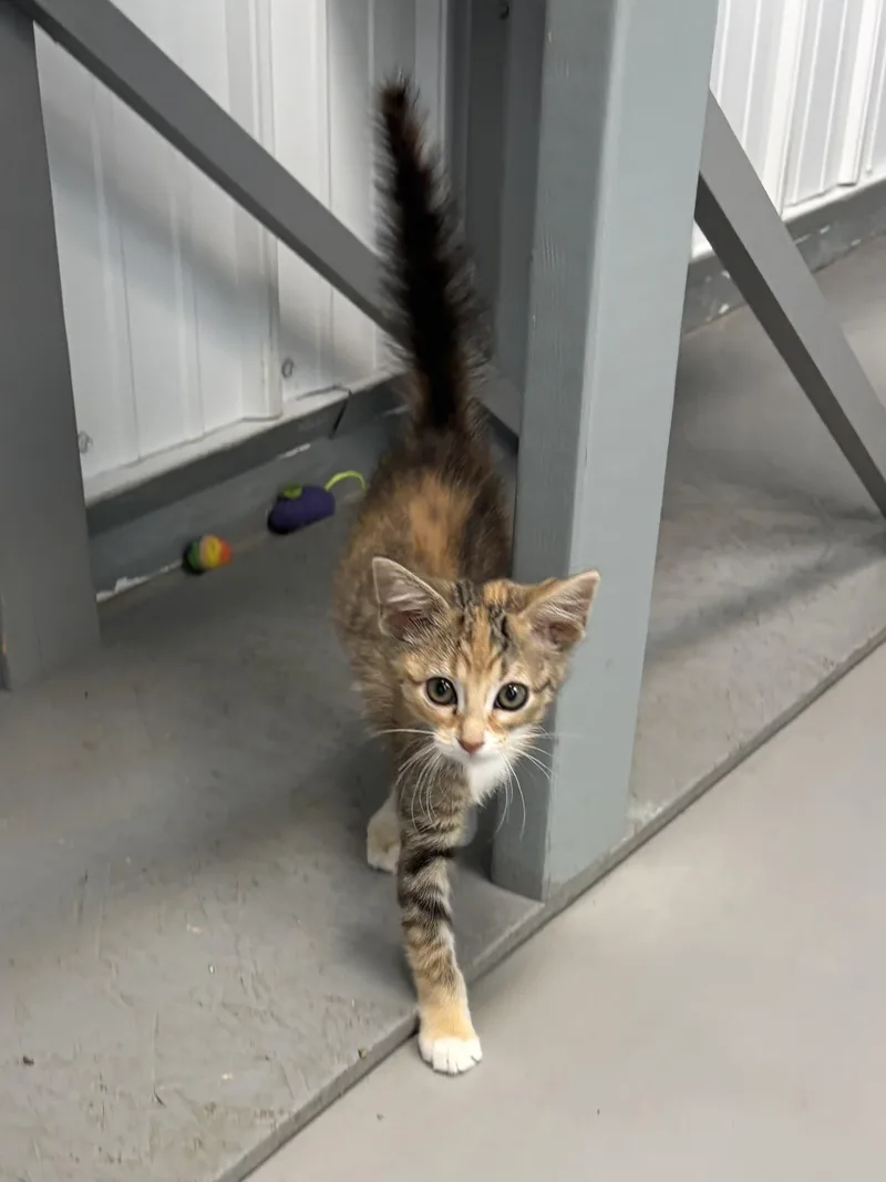 A baby medium-sized female American Shorthair cat named Xena for adoption in Big Rapids, MI