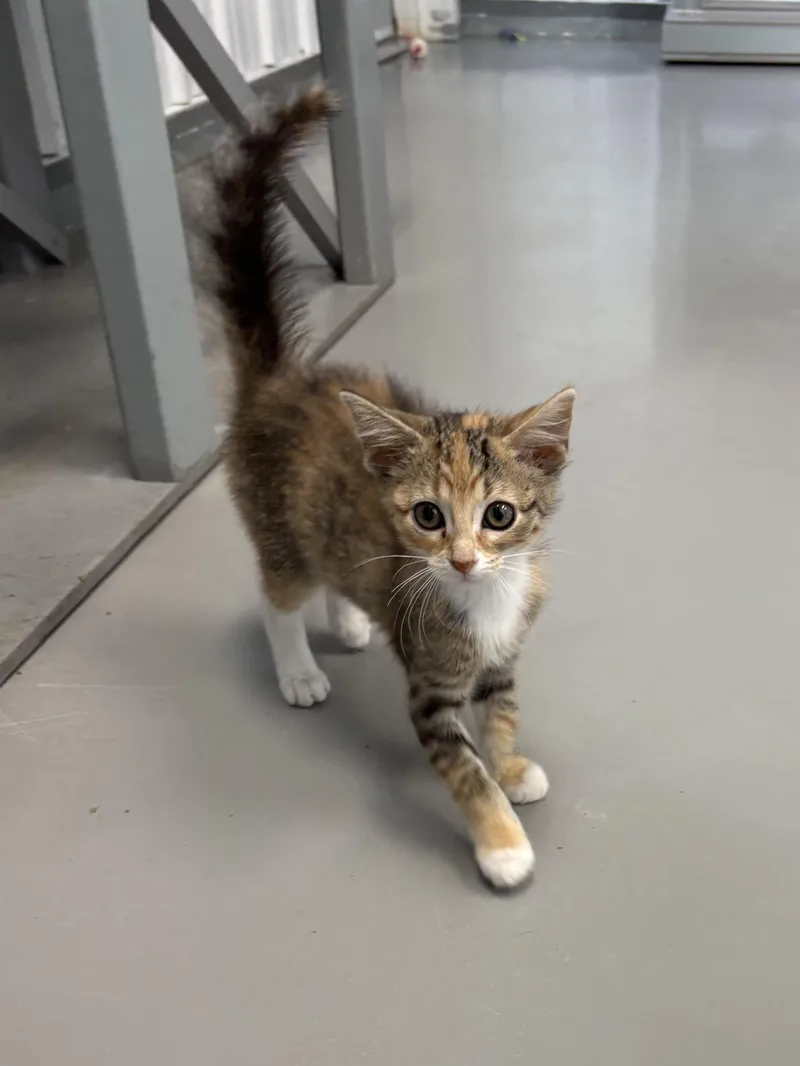 Xena thumbnail 3
