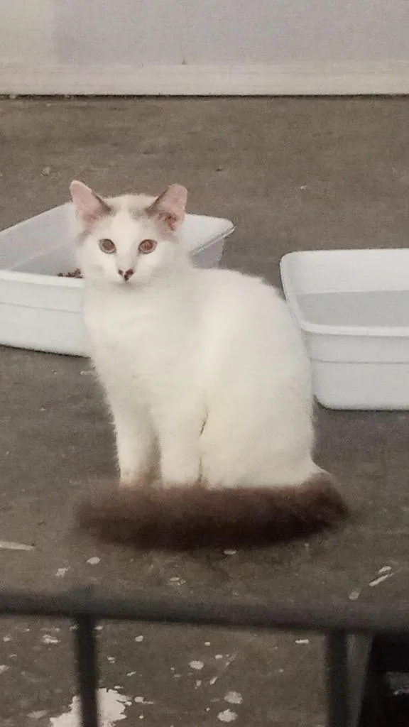 Speckles thumbnail 3