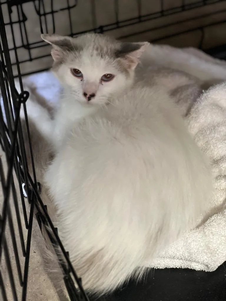 Speckles thumbnail 4