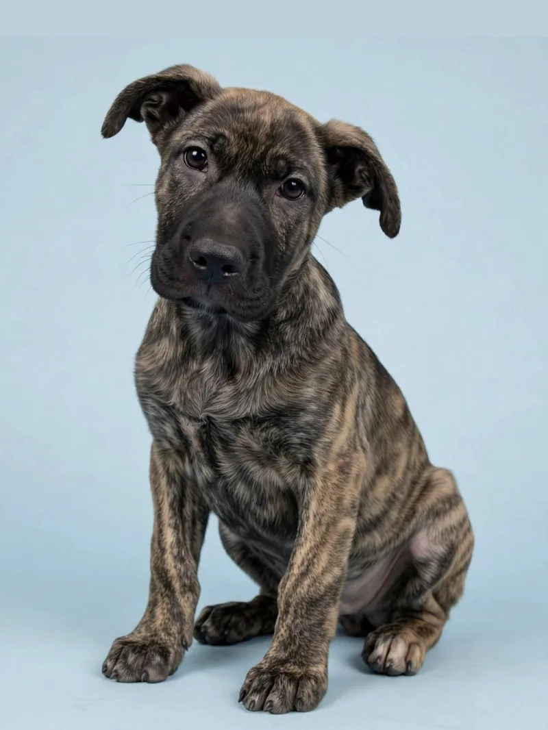 A young medium-sized male Dutch Shepherd dog named Dean for adoption in Gulfport, MS