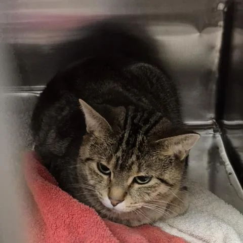 A young medium-sized female Domestic Short Hair cat named Gloria for adoption in Decatur, IL